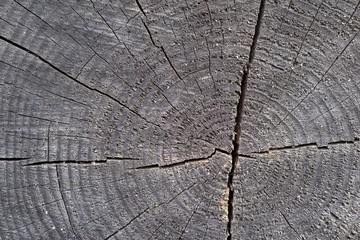 abstract texture of wooden stump gray color