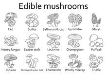 Edible Mushrooms Icons Set. Vector Illustration.