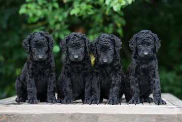 Sticker - four adorable curly puppies