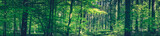 Fototapeta Perspektywa 3d - Tall trees in a green forest