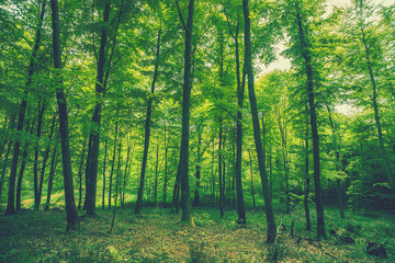 Wall Mural - tall green trees in the spring