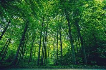 Wall Mural - Tall green trees in a forest