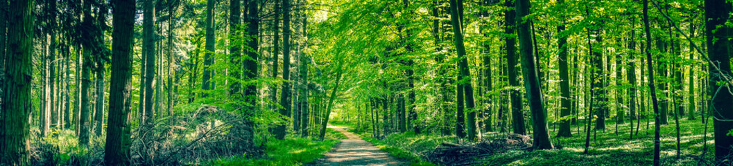 Wall Mural - green trees by a forest path