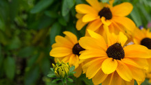 Yellow Rudbeckia Flowers On Grean Background With Leaves