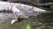 A Lone Mallard Duck With Wings Spread, Prepares To Land On The Ottawa River.  Meets With Other Ducks In Summer Mating Season.