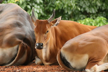 Sticker - a large Banteng cow