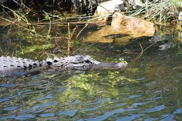 Canvas Print - American alligator