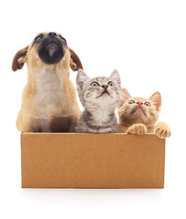 Canvas Print - Puppy and two kittens in a box.