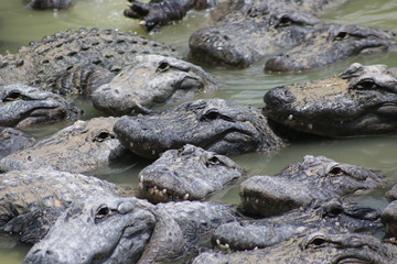 Wall Mural - a pool of American alligators