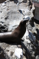 Canvas Print - a large seal sunning itself