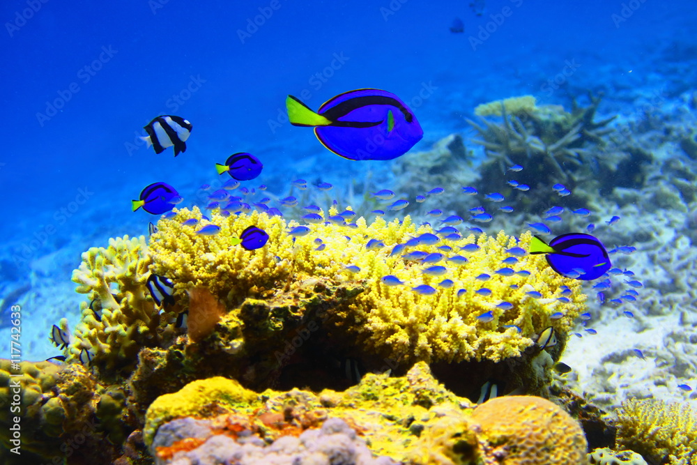 宮古島 珊瑚と青い熱帯魚 の Stock フォト | Adobe Stock