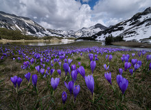 Snowcapped Mountains And Crocuses