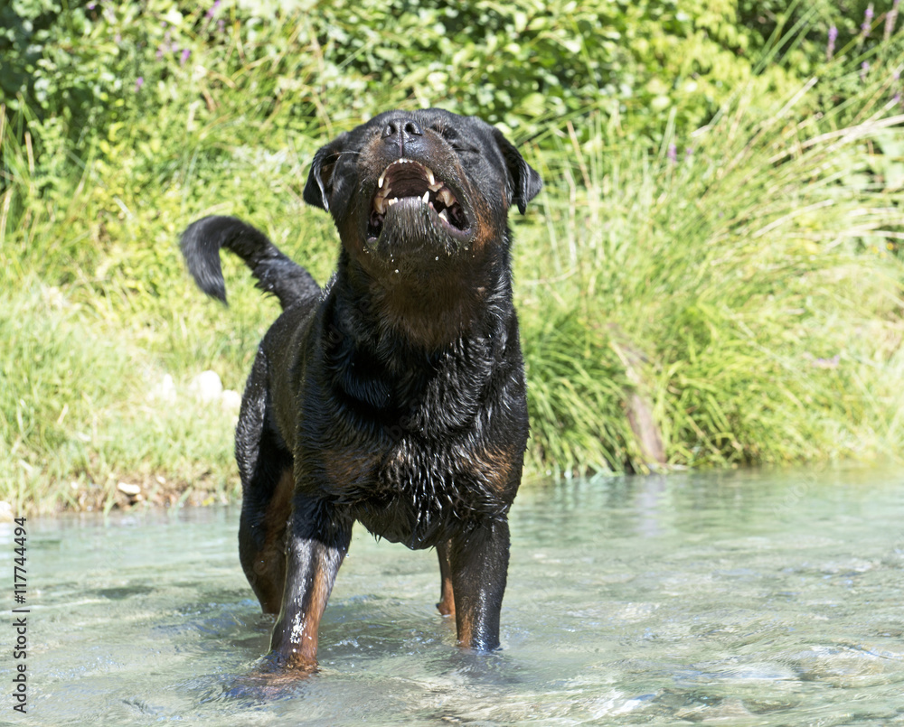 Aggressive Rottweiler aggressive rottweiler in river Stock Photo | Adobe Stock