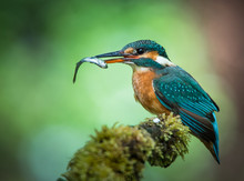 Kingfisher With Fish Sitting On A Mossy Branch