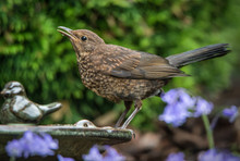 Female Blackbird Drinking Water In The Garden