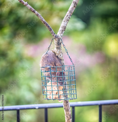 Brown Rat Stealing Food From A Bird Feeder Buy This Stock Photo