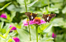 Two Brown Butterflies Face Off On Purple Flower Medium Crop