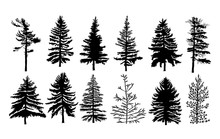 Vector Set Silhouette Of Different Canadian Pine Trees. Conifer Tree Silhouettes On The White Background Collection. Bundle Of Trees.