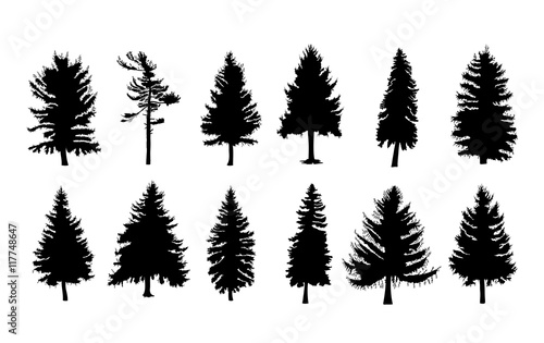 Fotomural Vector set silhouette of different Canadian pine trees