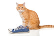 Red cat and blue sneakers