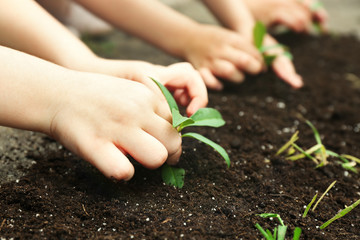 Canvas Print - Kids planting seedlings in soil