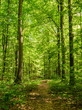 canvas print picture - Wald Pfad Bäume Sommerzeit