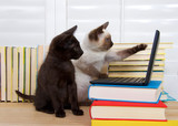 Fototapeta Koty - Siamese kitten sitting pointing at screen with one paw, other paw on keyboard of miniature laptop type computer stacked on books. Black kitten with green eyes watching intently. Books in background.