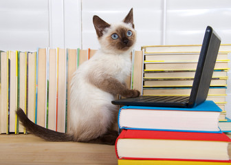 Siamese kitten with blue eyes sitting at a miniature laptop computer stacked on books with books in background. Looking off to viewers right, as if thinking