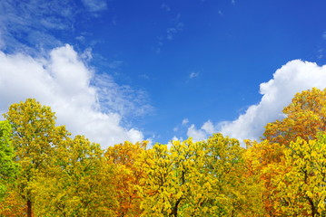 Wall Mural - nature autumn trees under blue sky and clouds with empty space