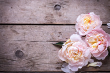 Tender Pink Peonies Flowers On Aged Wooden Background. Flat Lay.