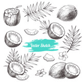 Vector coconut hand drawn sketch with palm leaf.  Sketch vector tropical food illustration. Vintage style