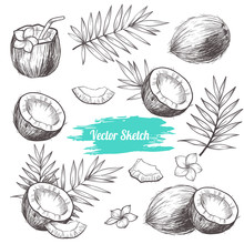 Vector Coconut Hand Drawn Sketch With Palm Leaf.  Sketch Vector Tropical Food Illustration. Vintage Style