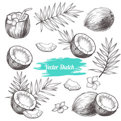 vector coconut hand drawn sketch with palm leaf. sketch vector tropical food illustration. vintage s