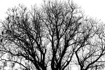 Dead tree silhouette without leafs isolated on white