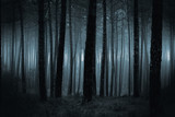 Dark foggy forest