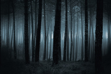 Dark foggy forest