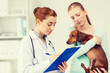 © Syda Productions - woman with dog and doctor at vet clinic