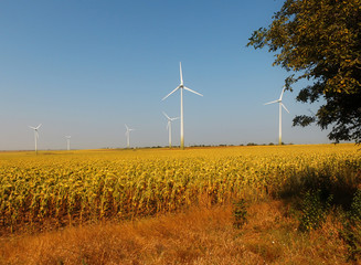 Wind turbines at sunset