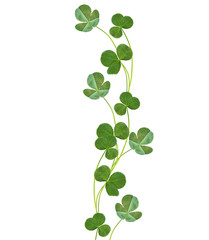 leaf clover on white background