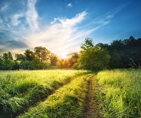 Wall Mural - country road in the high thick grass