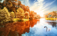 River With Autumn Forest And Swans