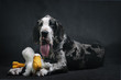 Portrait of a beautiful dog with a toy on a black background