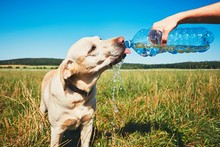 Thirsty Dog In Hot Day