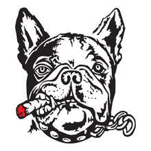 French Bulldog With A Cigar. Vector Illustration
