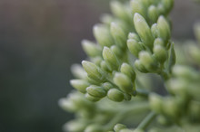 Macro Succulent Plant With Buds