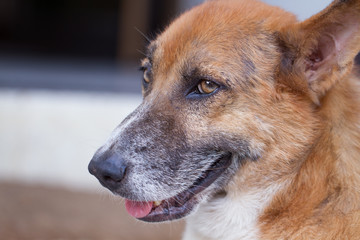 Close up face dog pet look forward.