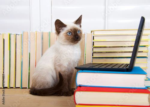 Fotografía Siamese kitten with blue eyes sitting at a miniature laptop computer stacked on books with books in background