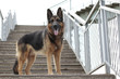 © keleny - Dog german shepherd is on the steps in a summer day