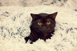 Cute little black kitten peeking out from under the soft warm blue blanket