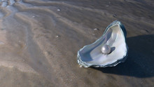 Pearl In An Oyster
A Single Pearl Resting In An Oyster Shell On The Sand.